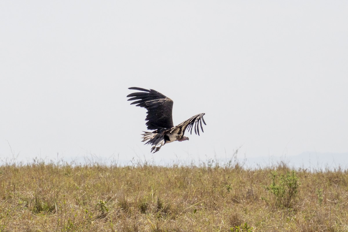 Lappet-faced Vulture - ML623185908