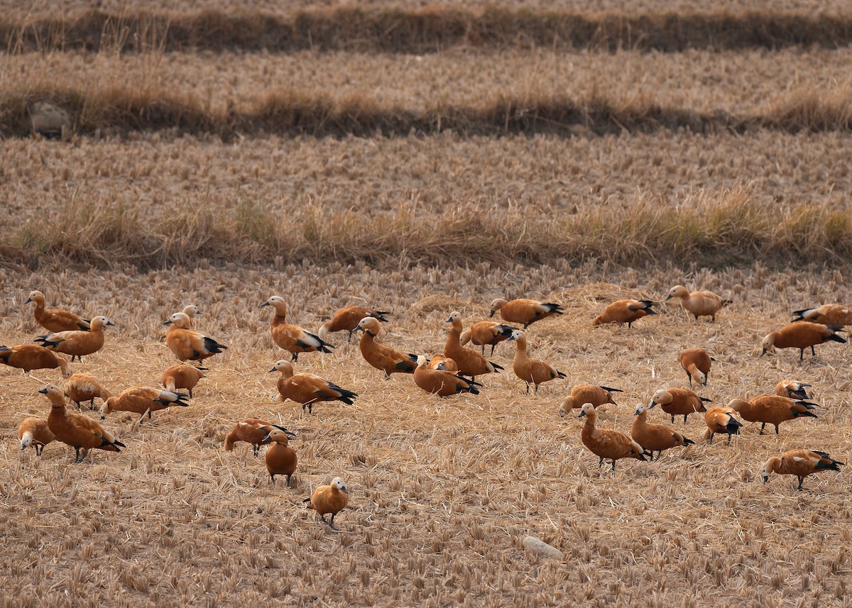 瀆鳧 - ML623185917