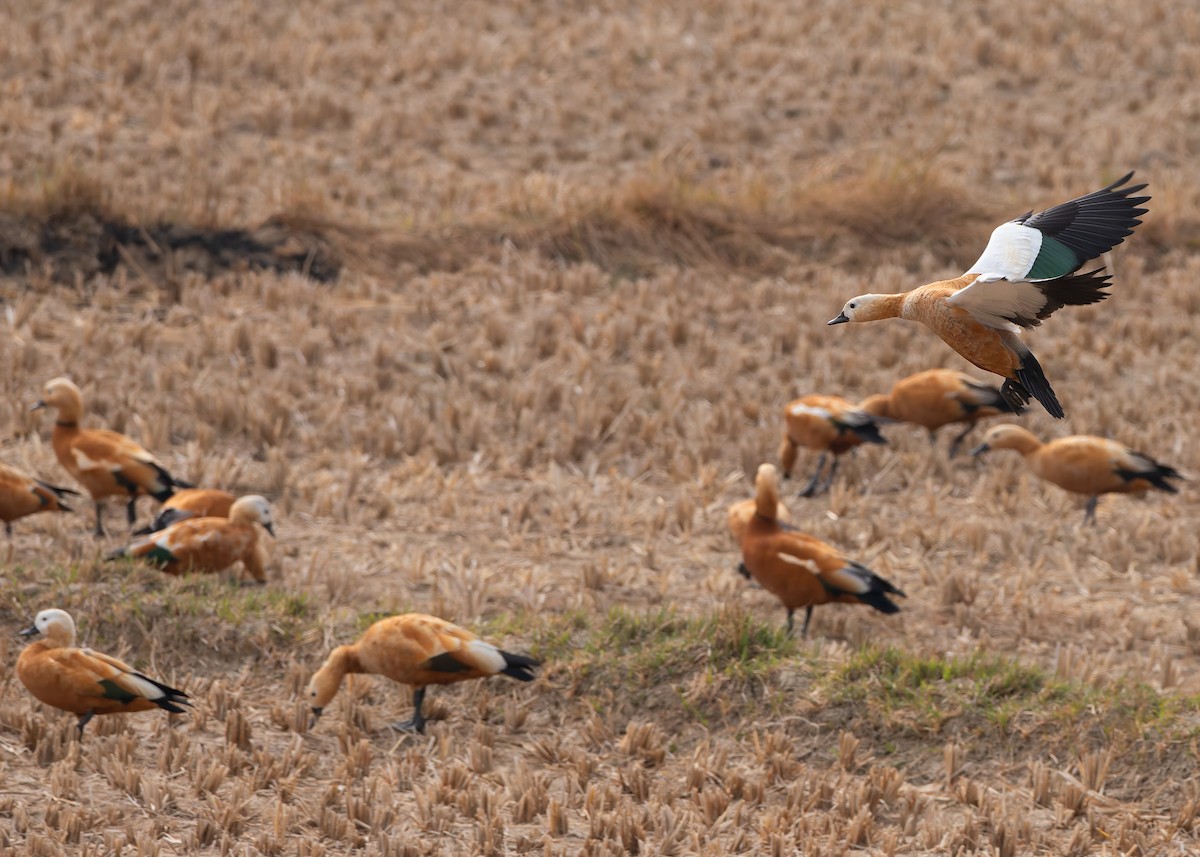 Ruddy Shelduck - Ayuwat Jearwattanakanok