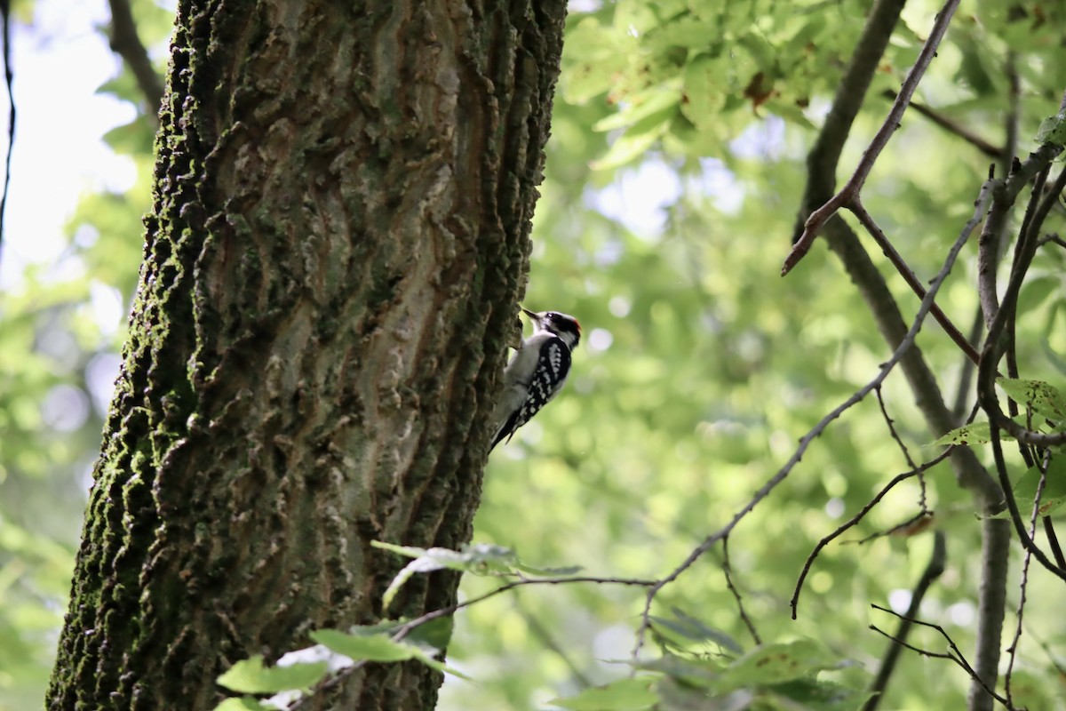 Downy Woodpecker - ML623185934