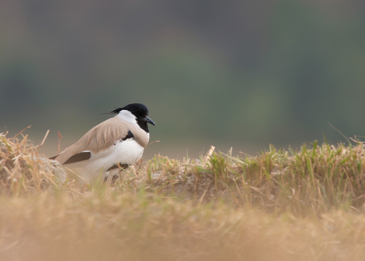 River Lapwing - ML623185936