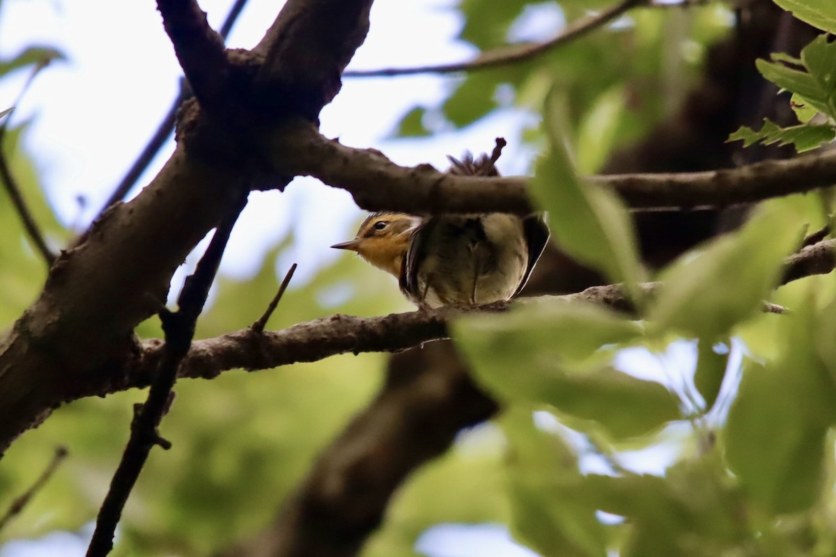 Blackburnian Warbler - ML623185957