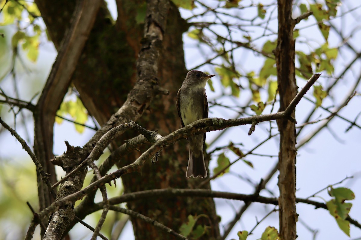 Eastern Wood-Pewee - Jeff Schroeder