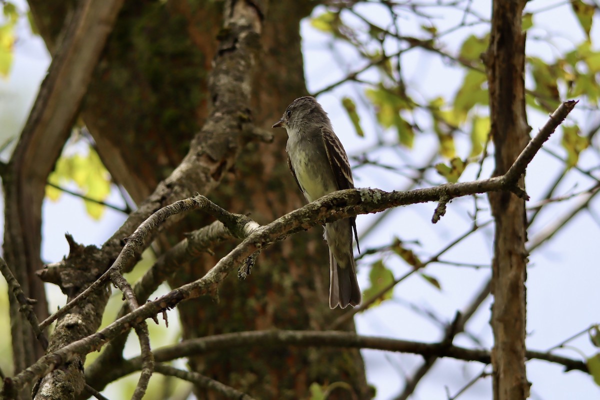 Eastern Wood-Pewee - ML623186005