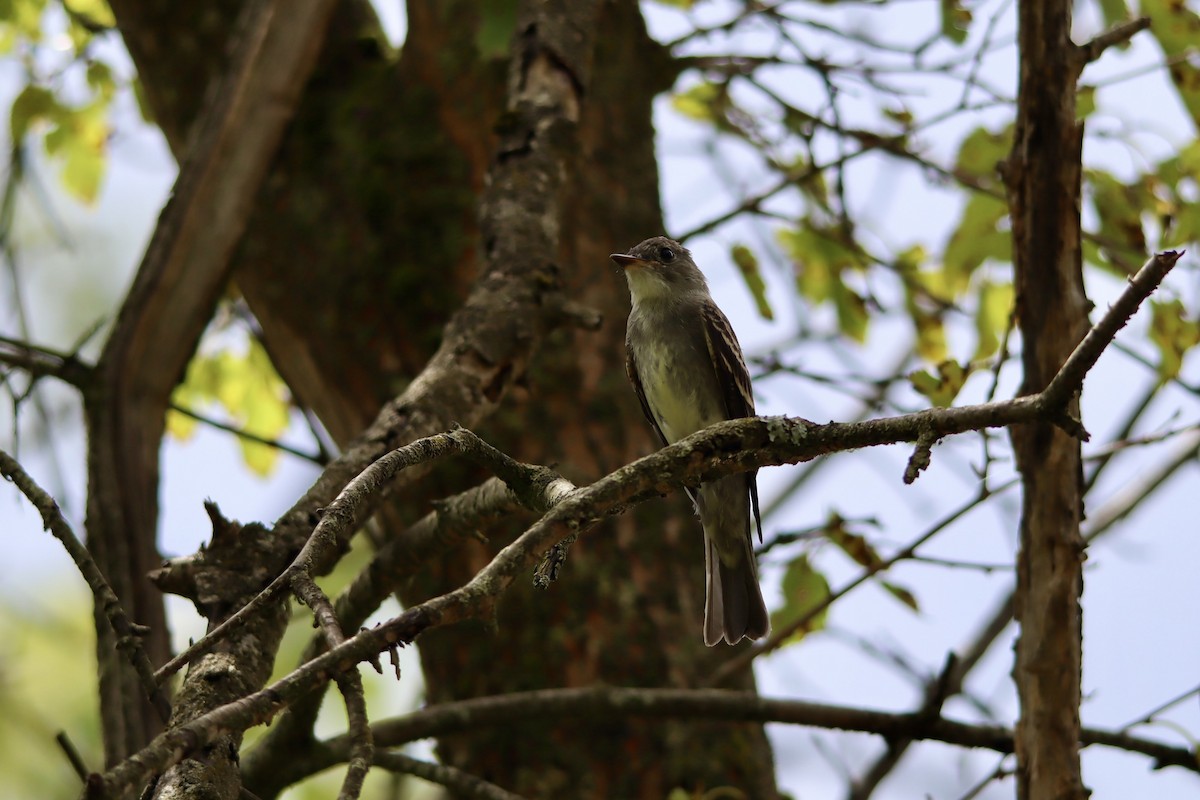 Eastern Wood-Pewee - ML623186009