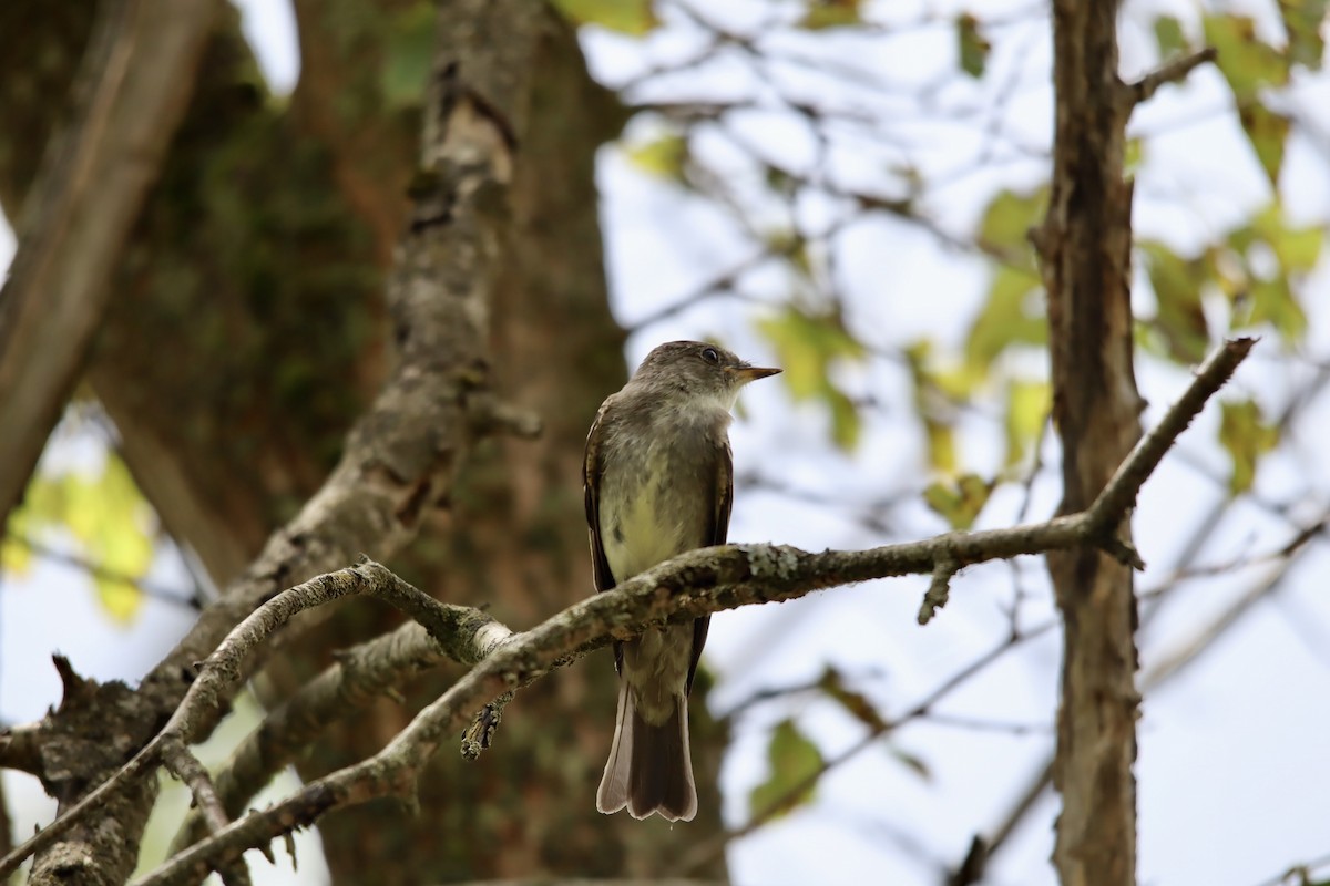 Eastern Wood-Pewee - ML623186010