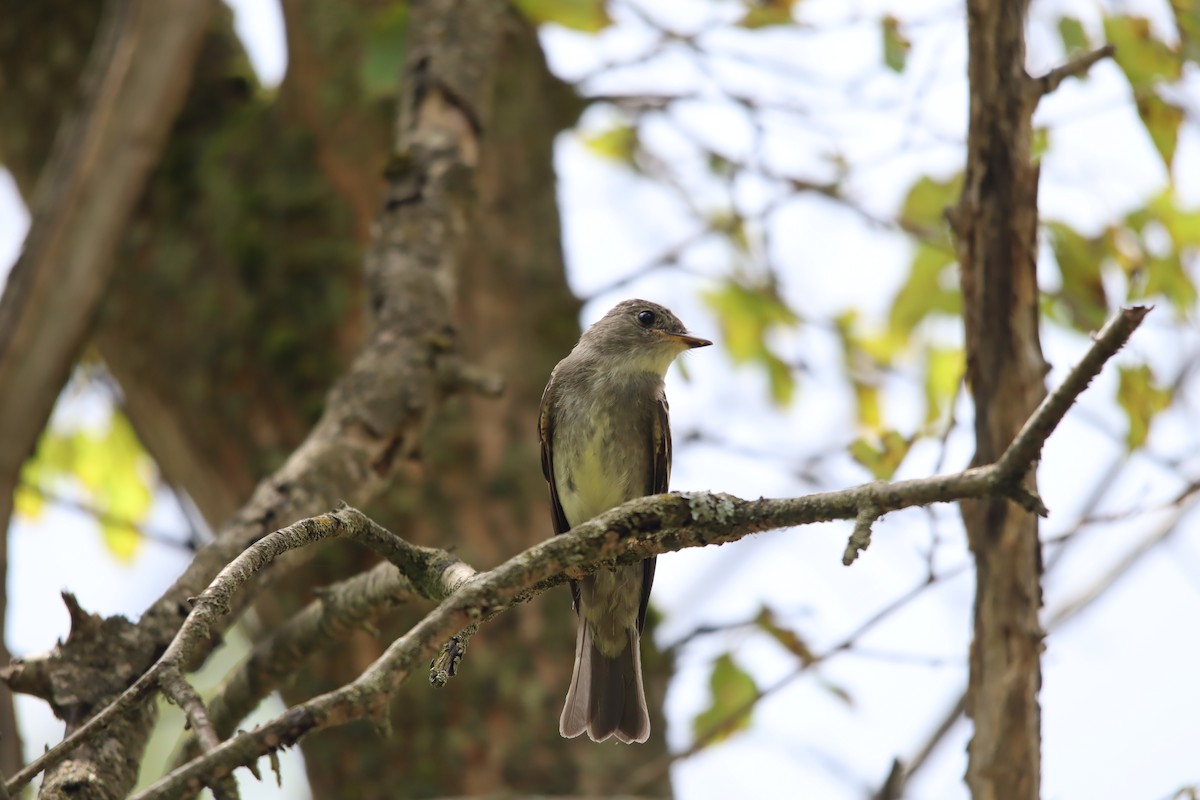 Eastern Wood-Pewee - ML623186013