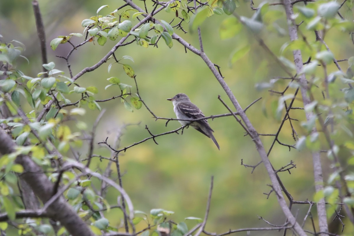 Eastern Wood-Pewee - ML623186016