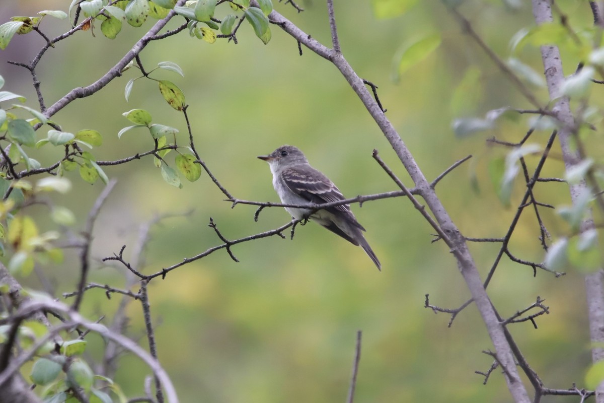 Eastern Wood-Pewee - ML623186017