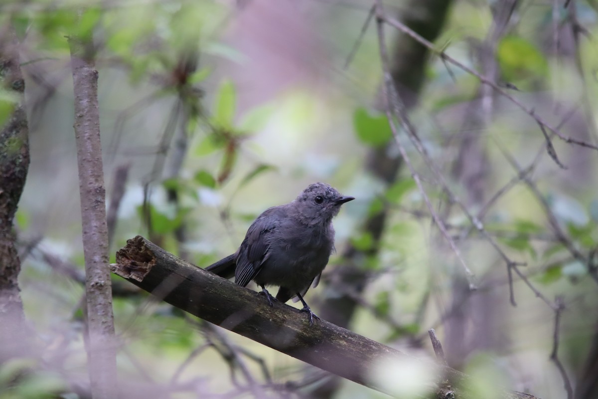 Gray Catbird - ML623186023