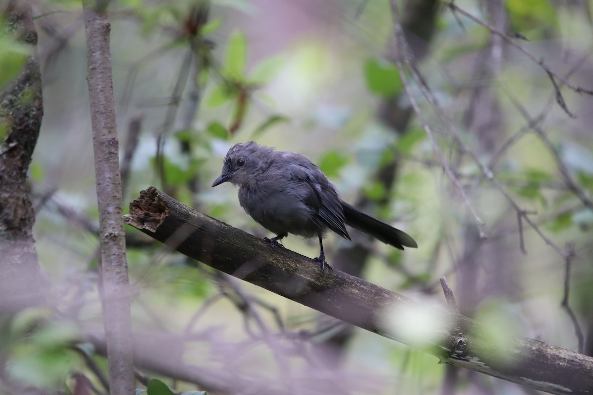 Gray Catbird - ML623186024