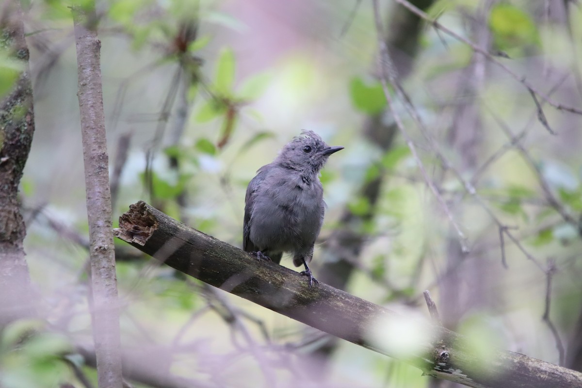 Gray Catbird - ML623186025