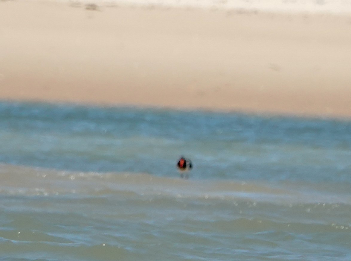 Pied Oystercatcher - ML623186104