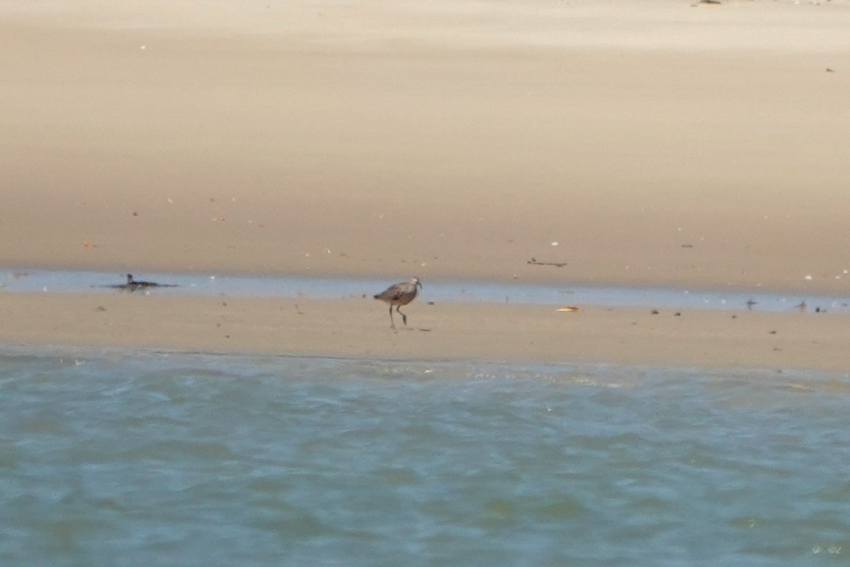 Courlis corlieu (variegatus/rogachevae) - ML623186137