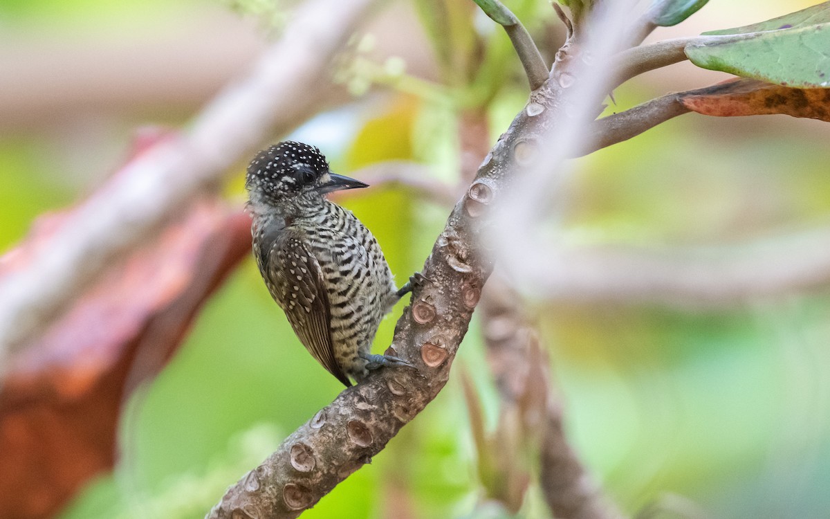 Golden-spangled Piculet - Serge Horellou