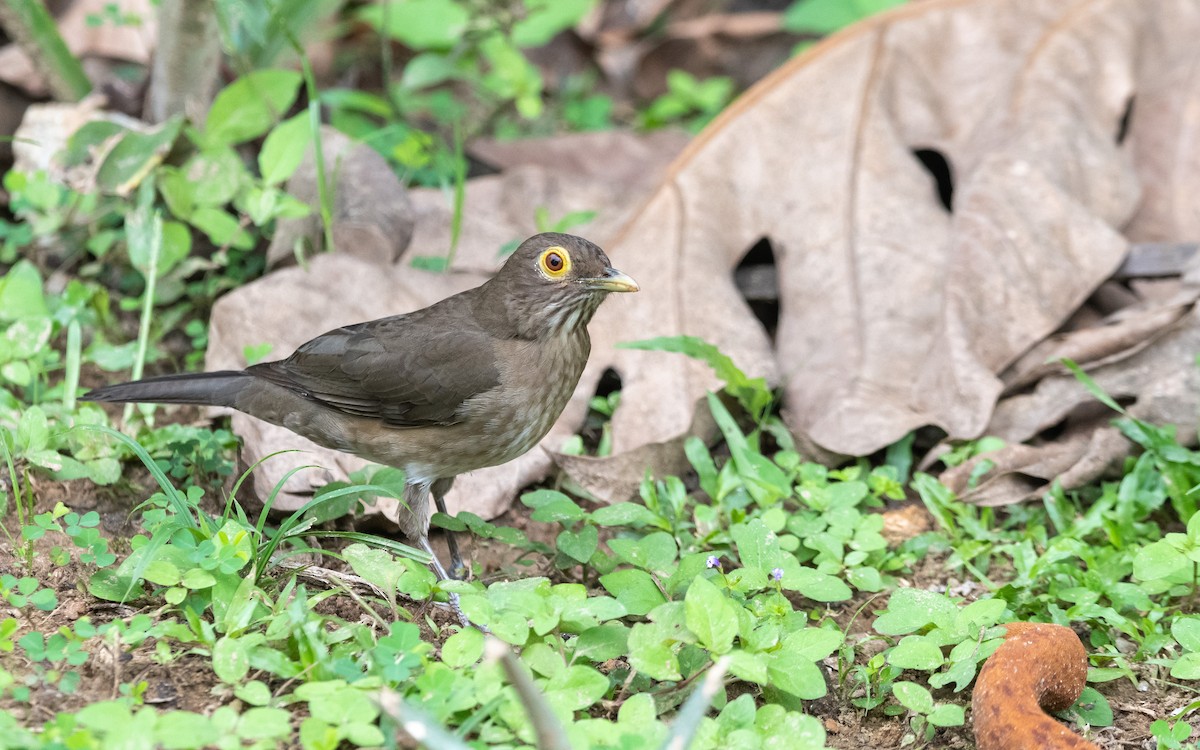 Spectacled Thrush - ML623186187