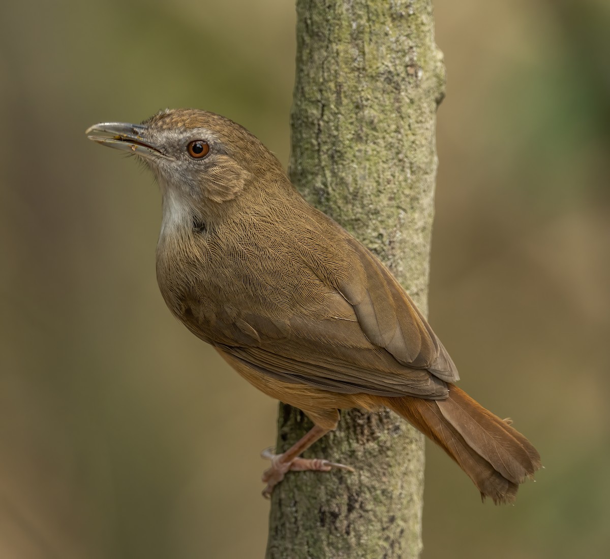 Abbott's Babbler - BIPLAB BANERJEE