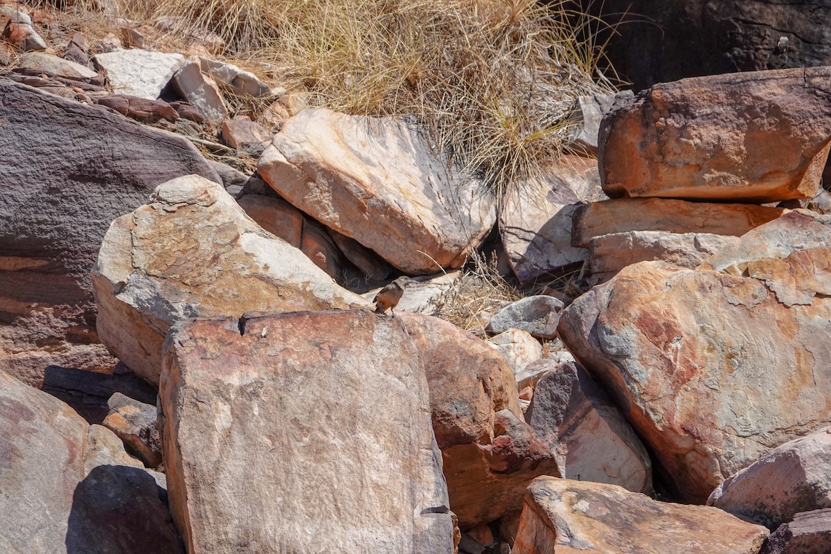 Sandstone Shrikethrush - Guillaume Calcagni