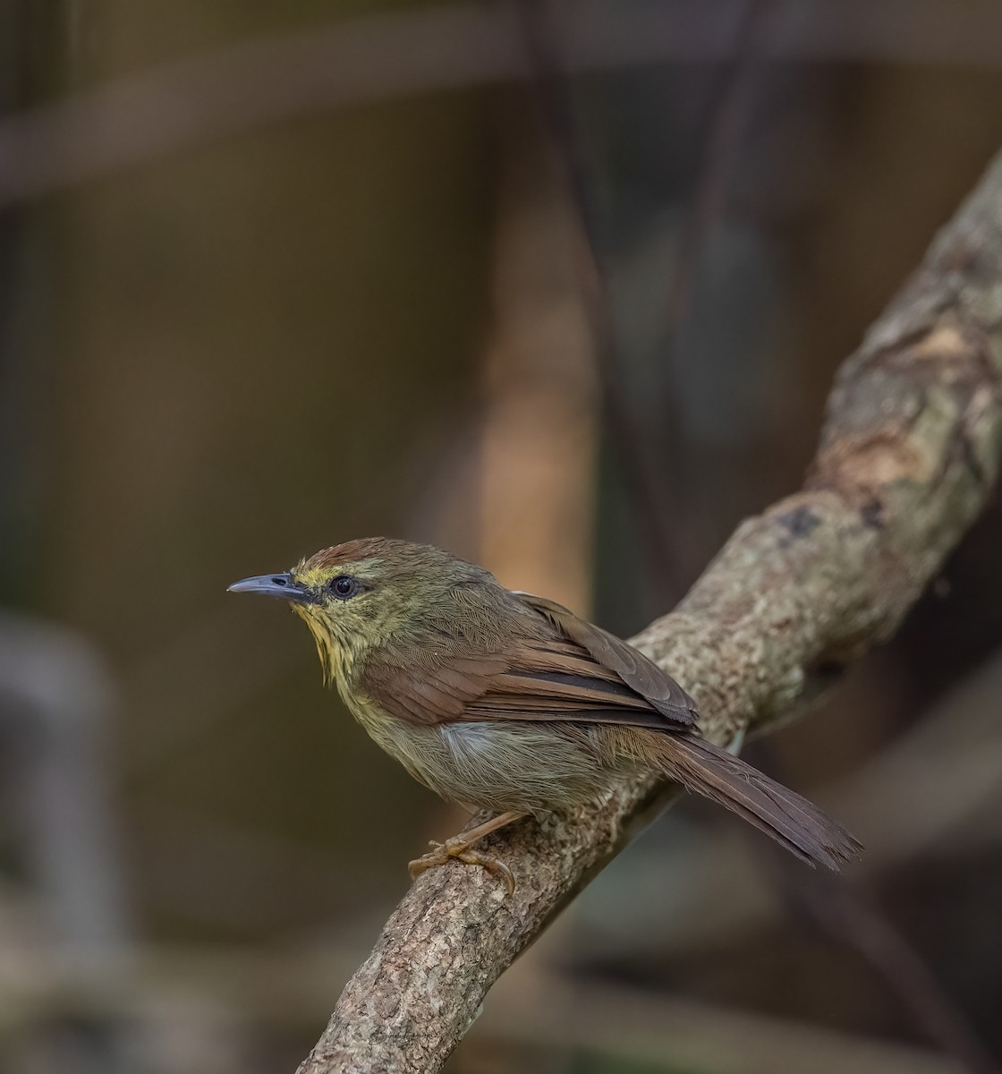 Pin-striped Tit-Babbler - ML623186268