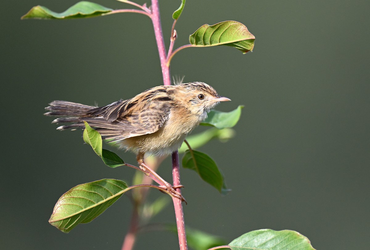 Zitting Cisticola - ML623186308