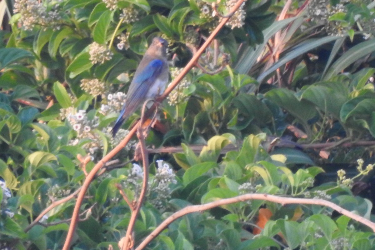 Blue-and-white Flycatcher - ML623186350