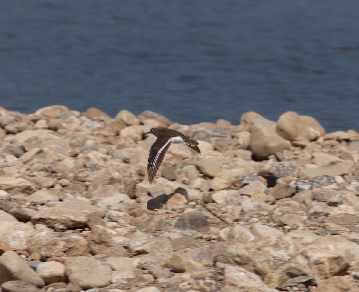 Common Sandpiper - ML623186352