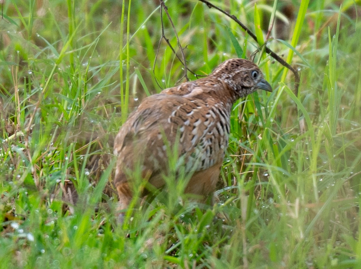 Barred Buttonquail - ML623186382