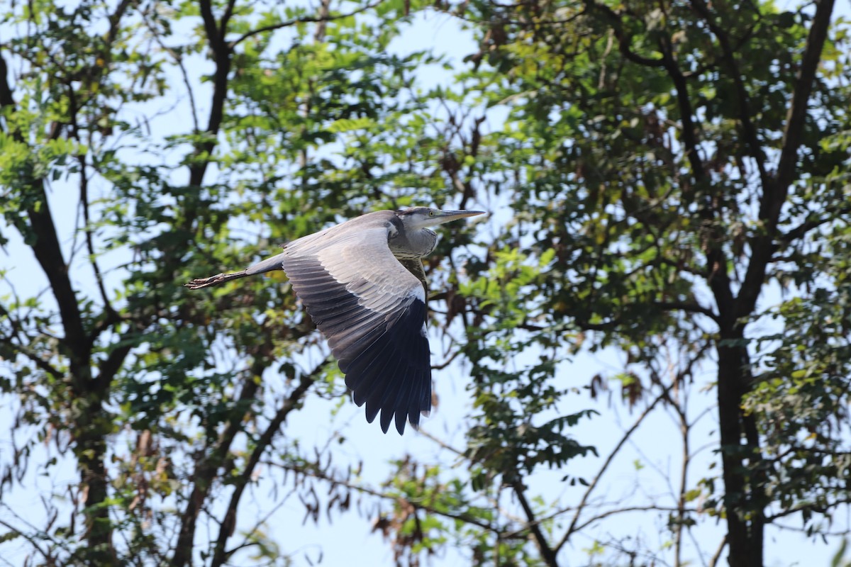 Gray Heron - ML623186383