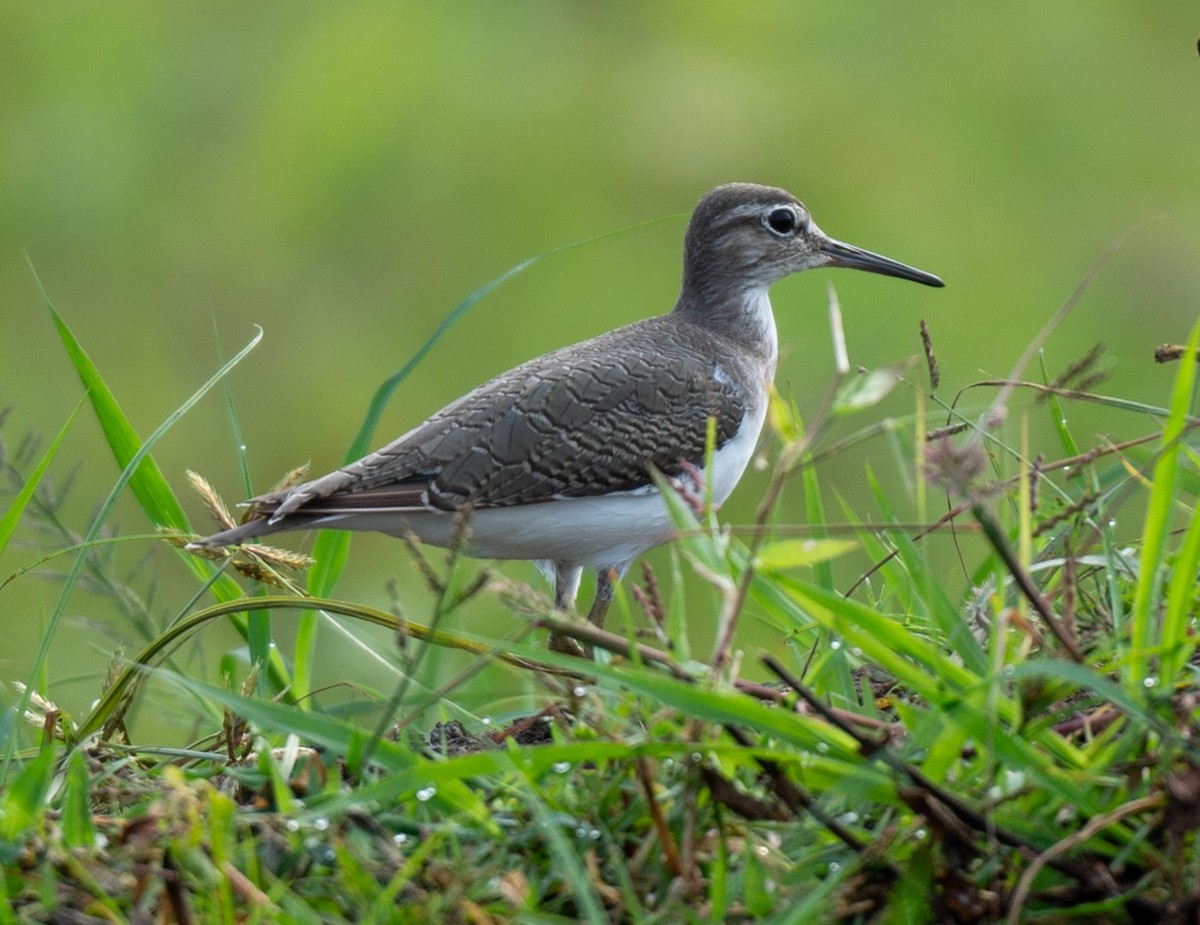 Common Sandpiper - ML623186389