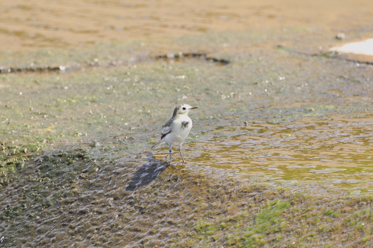 White Wagtail - ML623186404