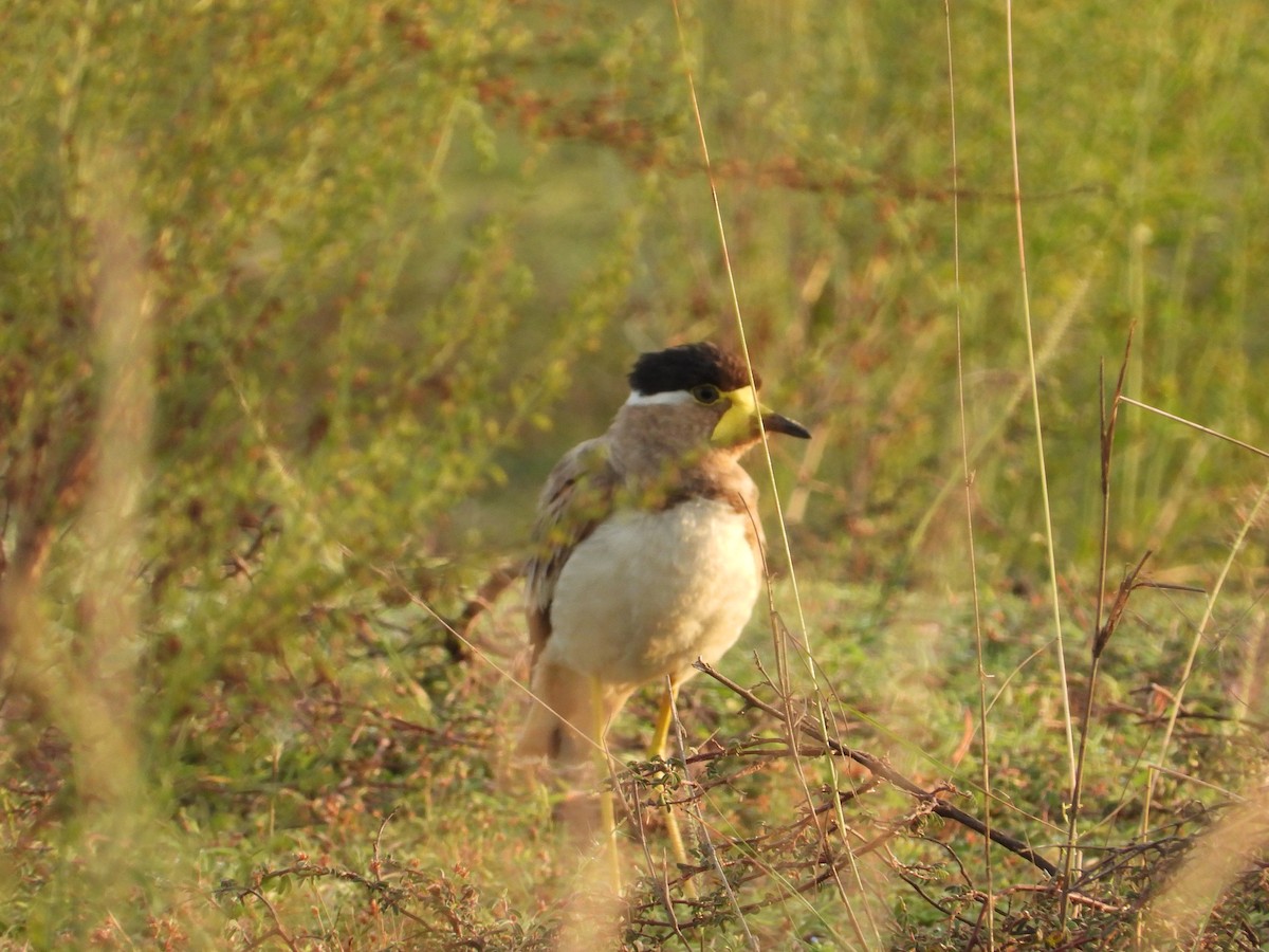 Yellow-wattled Lapwing - ML623186437