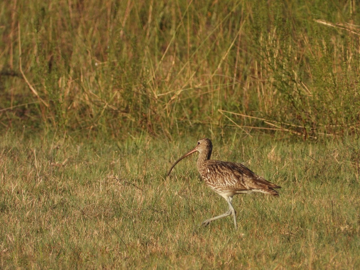 Eurasian Curlew - ML623186444