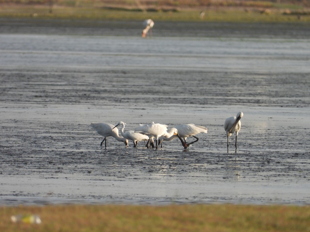 Eurasian Spoonbill - ML623186449