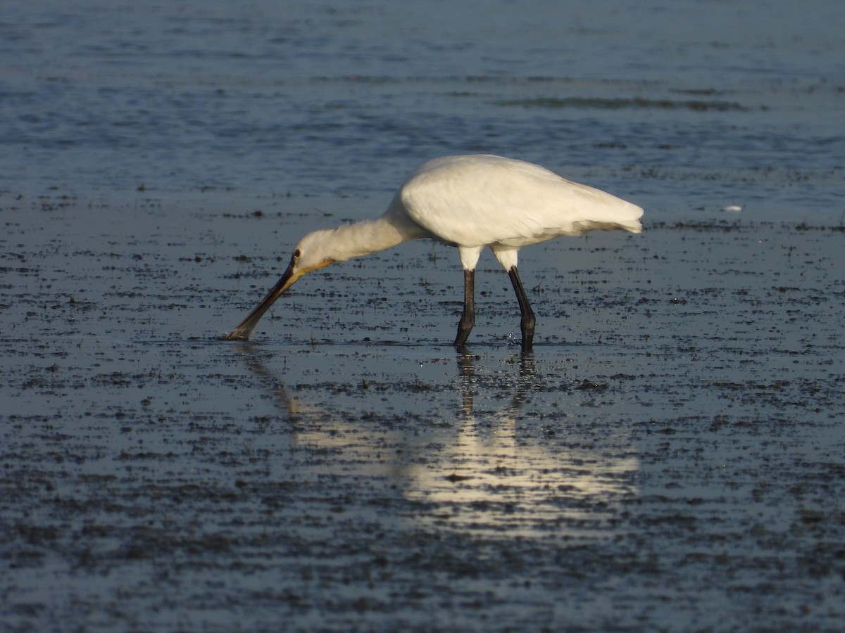 Eurasian Spoonbill - ML623186450