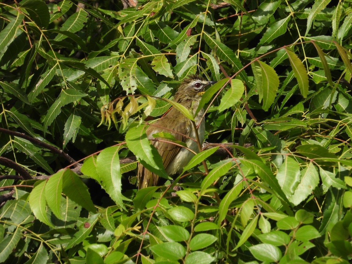 White-browed Bulbul - ML623186518