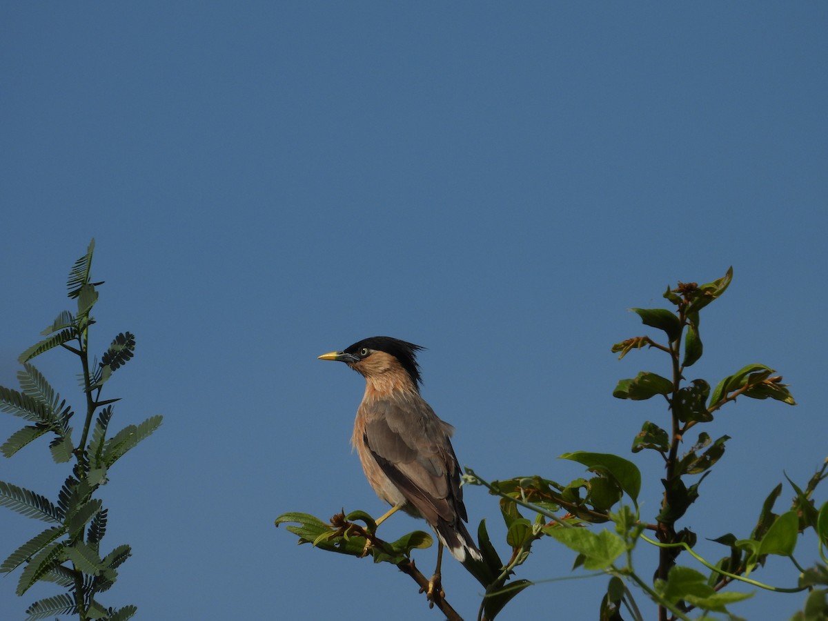 Brahminy Starling - ML623186530