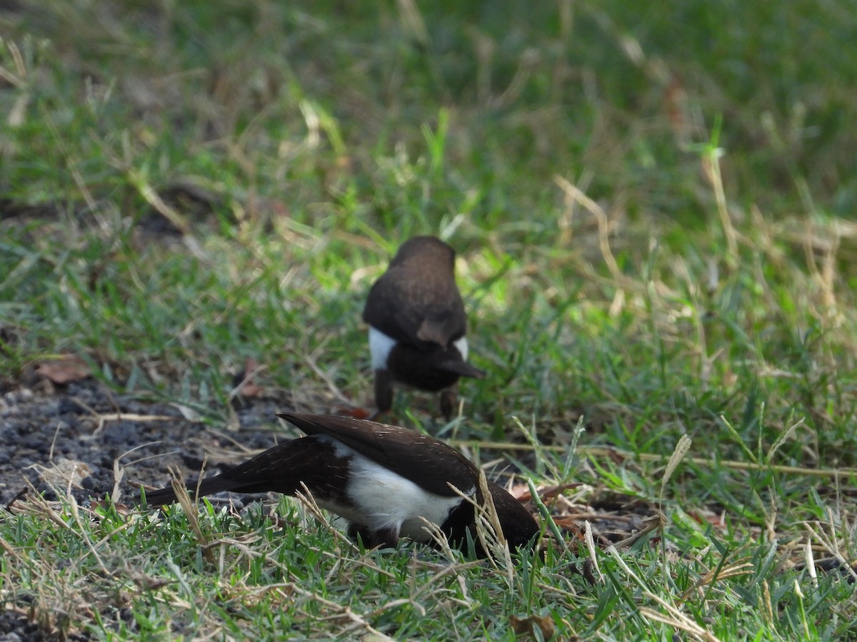 White-rumped Munia - ML623186544