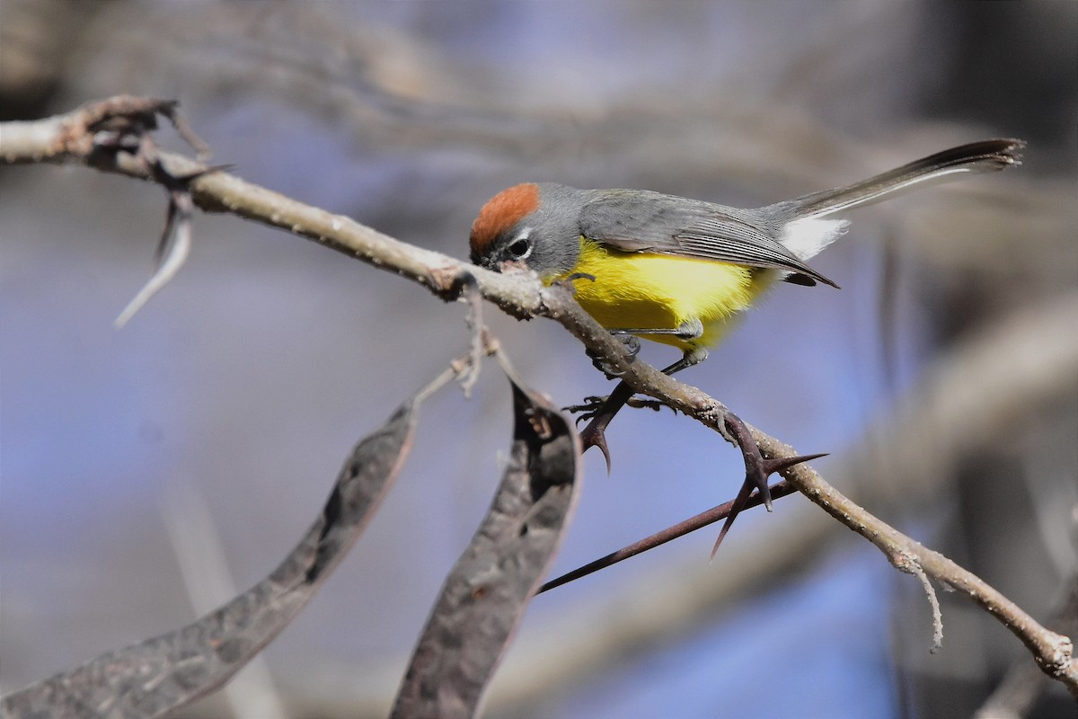 Brown-capped Redstart - ML623186619