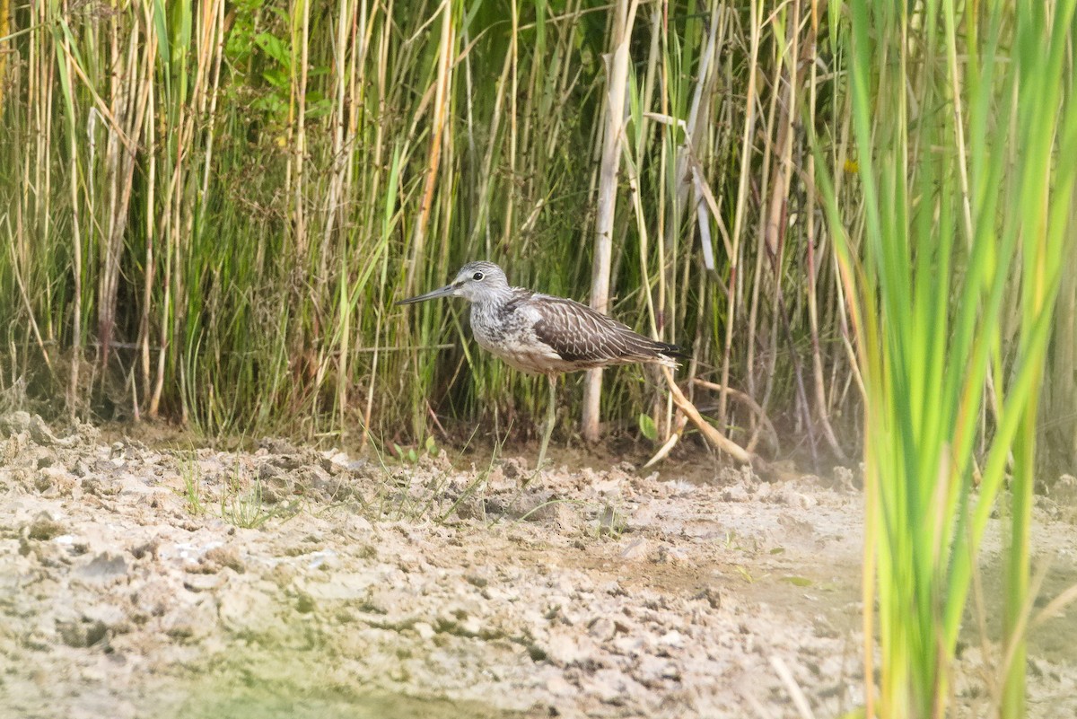 gluttsnipe - ML623186654