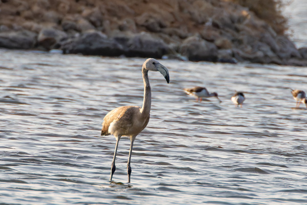 Greater Flamingo - ML623186658