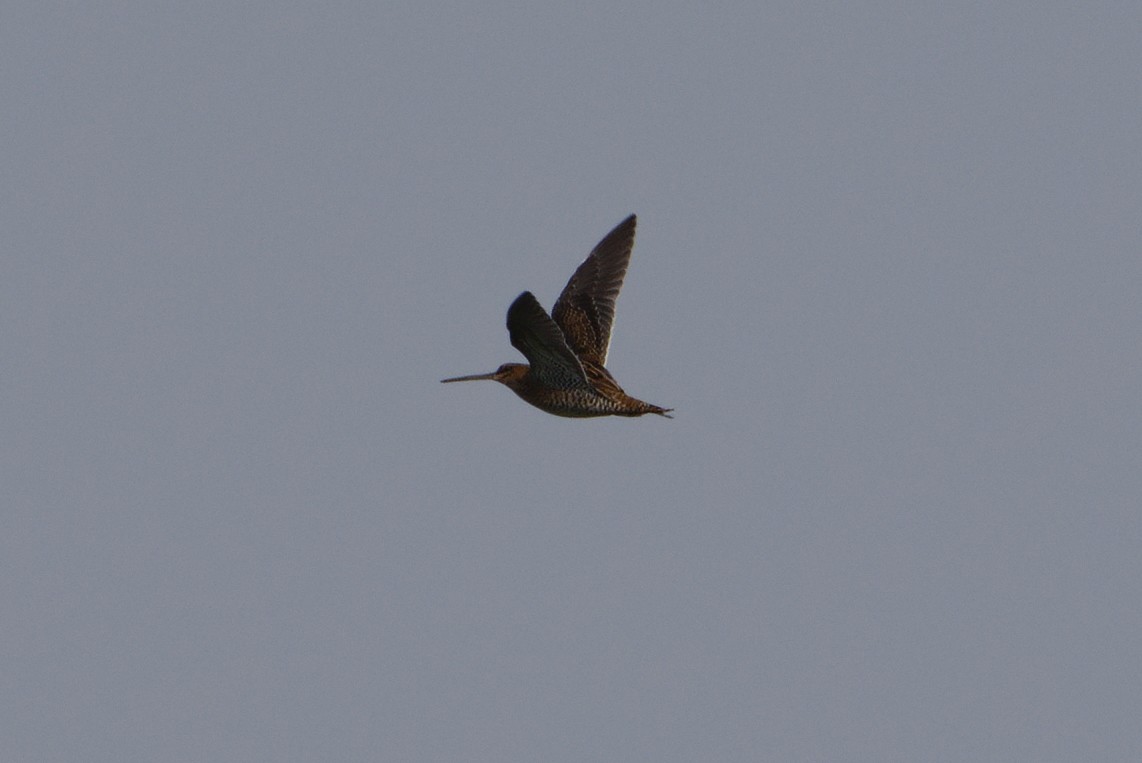 Great Snipe - ML623186663