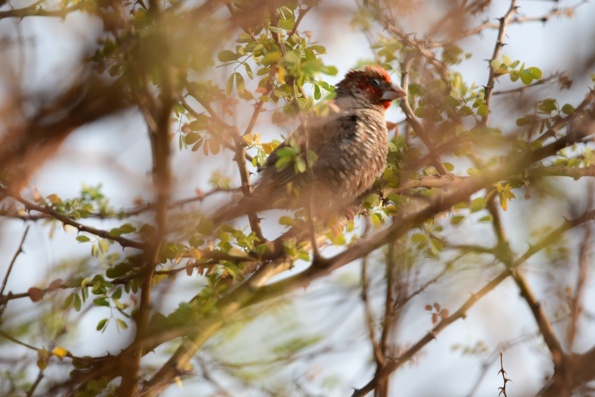 Red-headed Finch - ML623186664