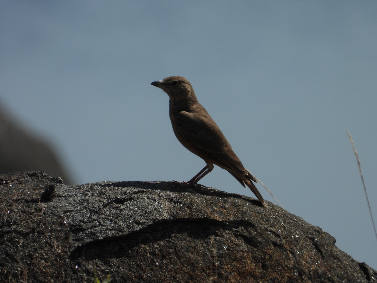 Rufous-tailed Lark - ML623186670