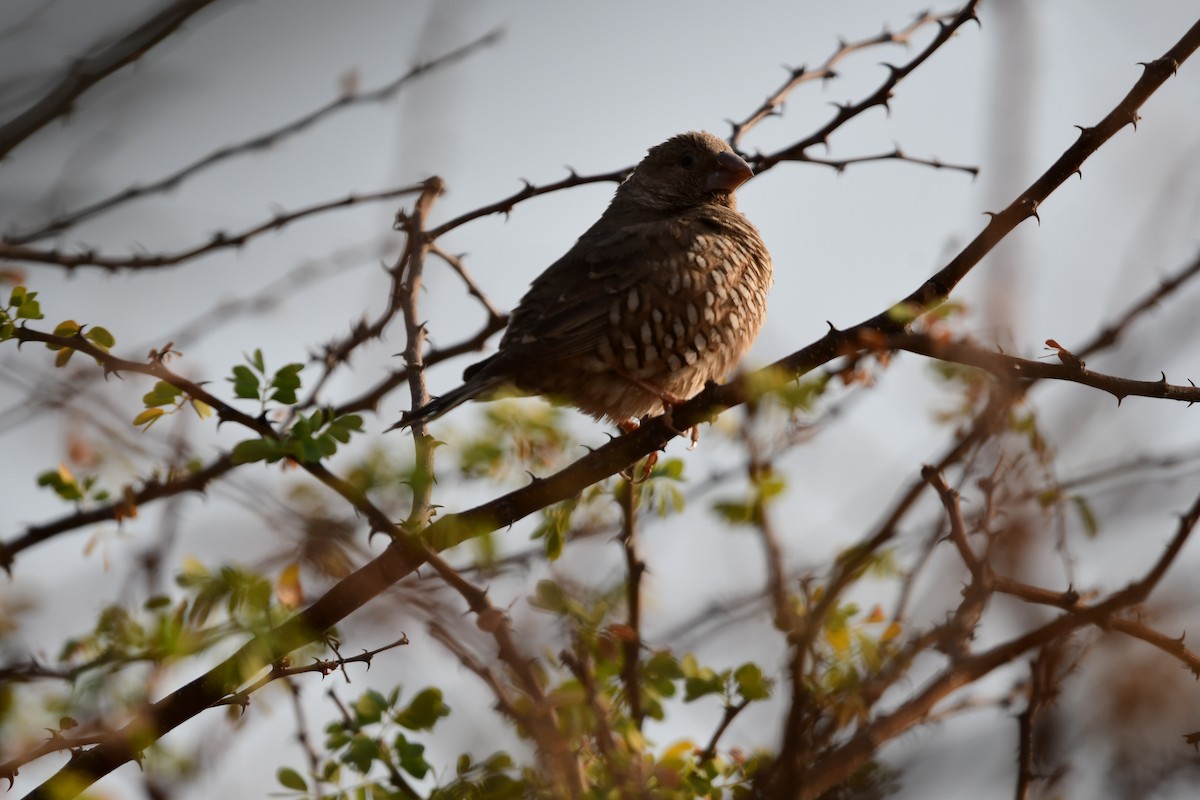 Red-headed Finch - ML623186681