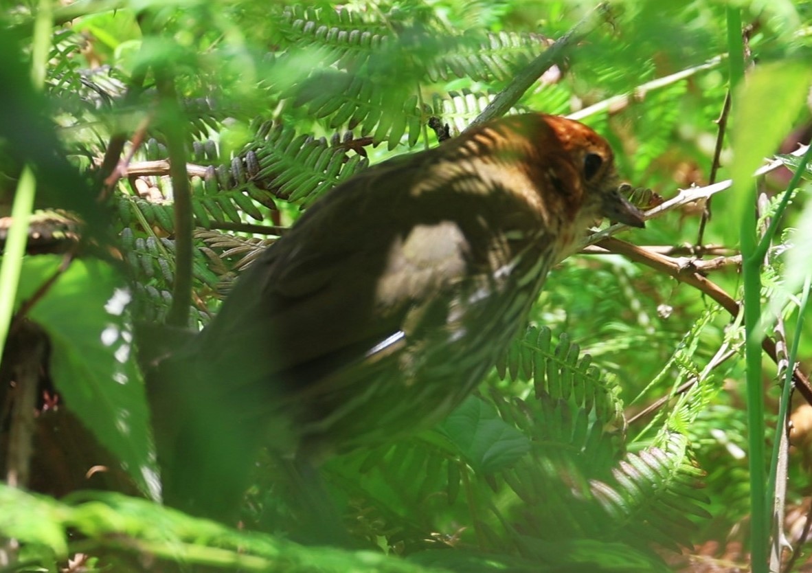 Chestnut-crowned Antpitta - ML623186692