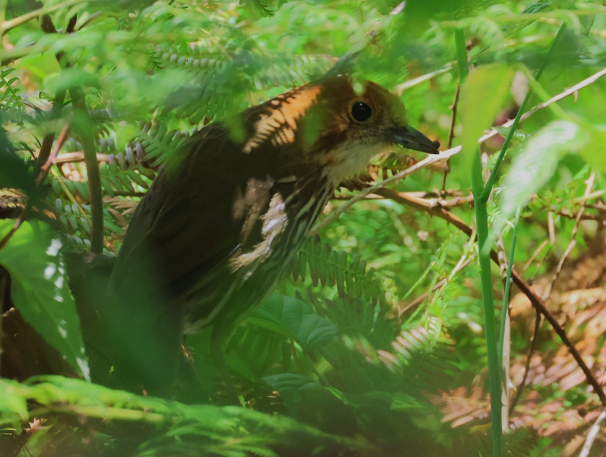 Chestnut-crowned Antpitta - ML623186694