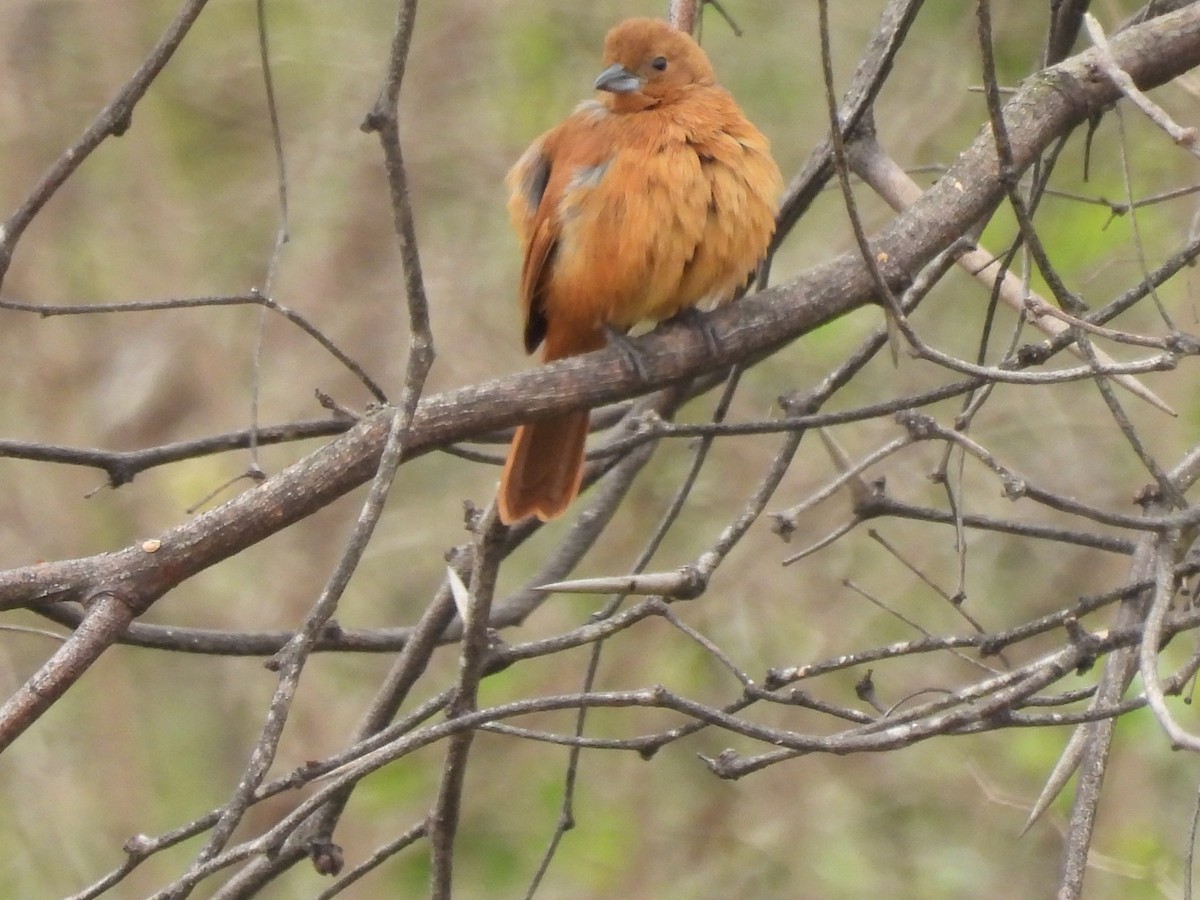 White-lined Tanager - ML623186741