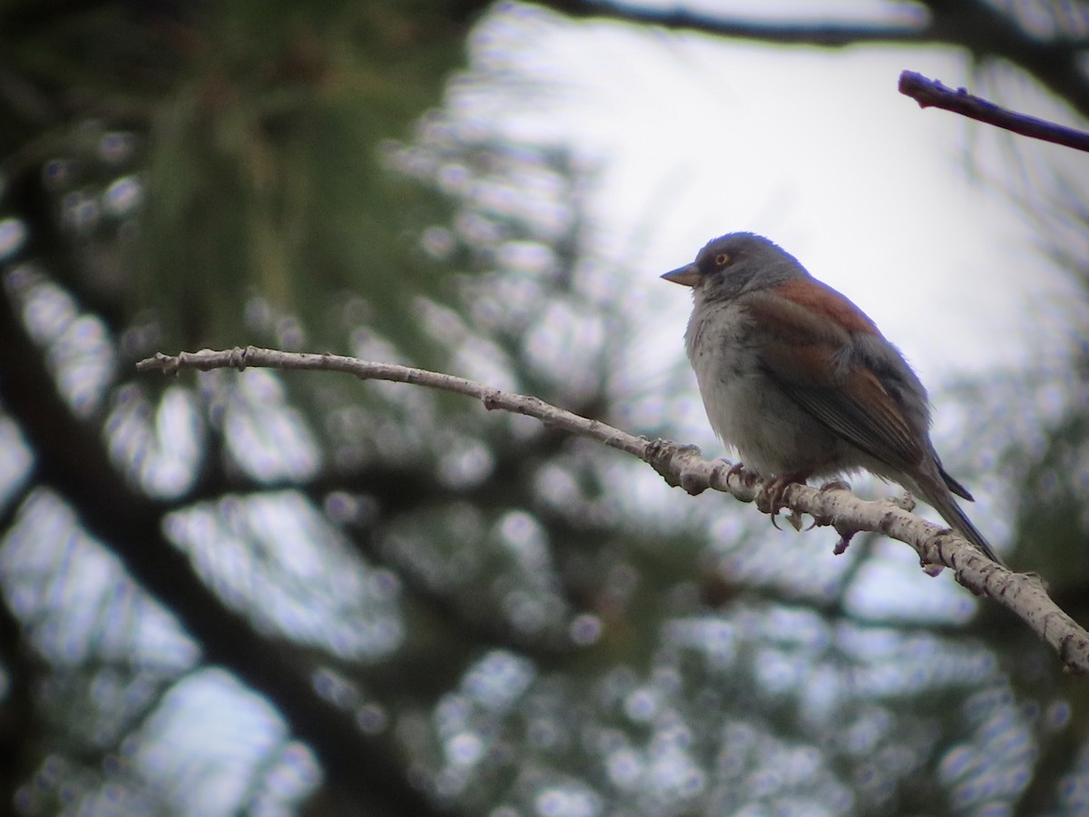 Yellow-eyed Junco - ML623186748