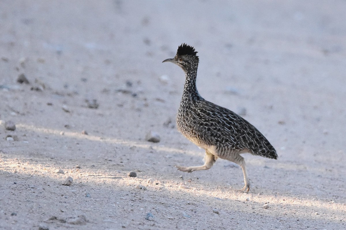 Brushland Tinamou - ML623186780