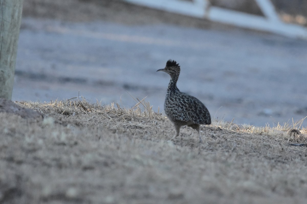 Brushland Tinamou - ML623186781